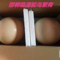 临漳鸵鸟蛋科学养殖营养丰富