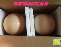 临漳鸵鸟蛋科学养殖营养丰富