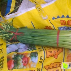 莘县张鲁8月花(青农)韭菜质量很好