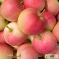 2015年陕西澄城嘎啦价格