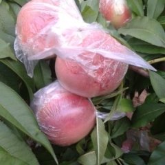 陕西大荔秦王桃蜜桃长势旺盛