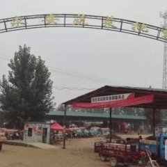 东昌府聊城辛付合8月粉百利西红柿