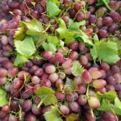 河北威县马奶葡萄著名品种