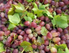 河北威县马奶葡萄著名品种