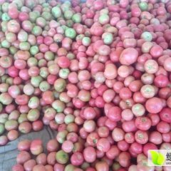 东昌府沙镇硬粉西红柿粉红色，口感佳