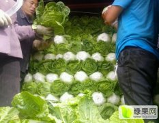 丰宁大滩韩国黄心白菜产量高、无公害