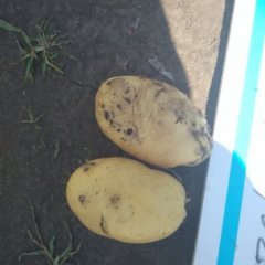 黑龙江呼兰中薯5号土豆绿色无公害