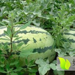 翁牛特旗西瓜聚焦市场