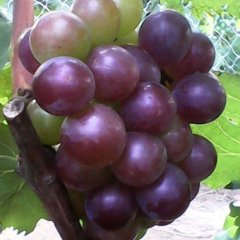 平邑武台镇藤稔葡萄色泽鲜艳，颗粒饱满