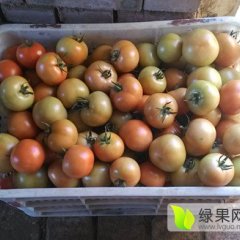 崇礼西红柿绿色无公害,红旗张强诚信合作