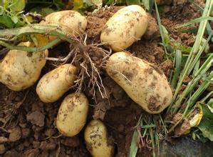 吉林公主岭尤金885土豆随行就市