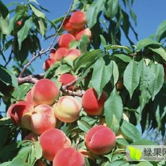 陕西大荔 阿布白桃蜜桃火热上市