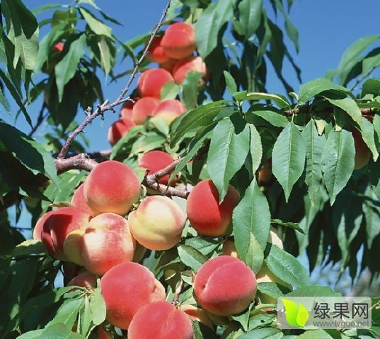 2015年陕西大荔 阿布白桃价格