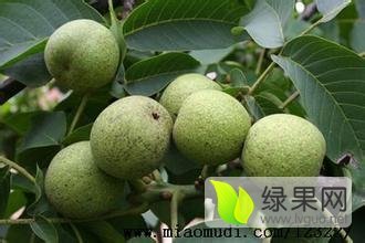2015年陕西大荔香玲核桃价格