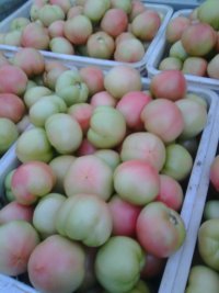 东昌府西红柿果型好，皮厚，耐运输