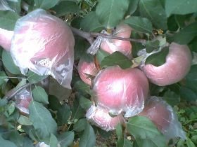 陕西秦王桃价格超越桃基地批发价格