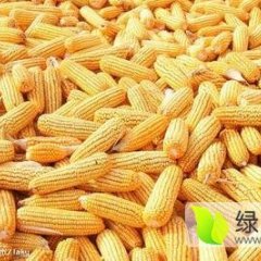 湖北嘉鱼潘家湾邓自国玉米