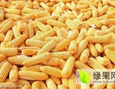 湖北嘉鱼潘家湾邓自国玉米