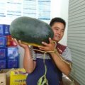 山东东明黑金刚大量上市