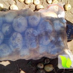 吉林省白城洮南土豆大量供应中，小贩勿扰