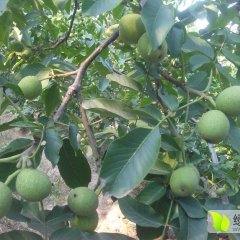 河南灵宝青皮核桃皮薄个大.质量上乘