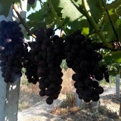 灵宝西闫户太葡萄粒大色好，口感好