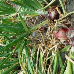 吉林洮北紫皮洋葱天然无公害