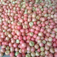 山东东昌府硬粉西红柿欢迎合作