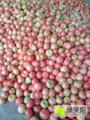 2015年山东聊城硬粉价格