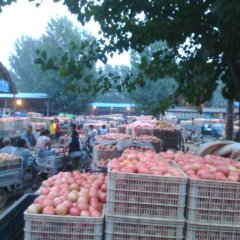 东昌府西红柿营养丰富玉丰李士俊诚信合作