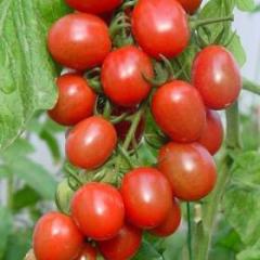 莘县樱桃西红柿聚焦市场