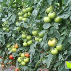 2015喀喇沁旗西红柿再不来就没机会了！