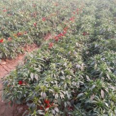 2015金乡辣椒走过路过不要错过