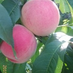 蒙阴蜜桃名优产品,野店伊小光诚信合作