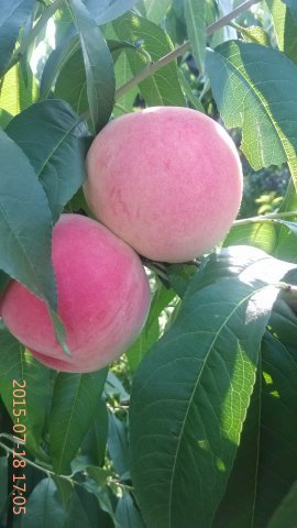 2015年山东蒙阴蒙阴蜜桃价格