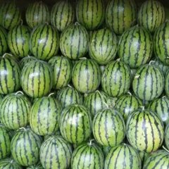 黑龙江北林地雷瓜品质极佳，口感好 颜色正