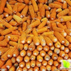 钟祥中山刘同考8月吉祥一号玉米