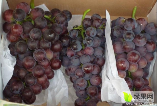 2015年陕西大荔红提价格