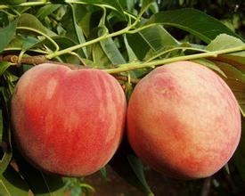 陕西毛桃种植基地毛桃价格