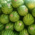 甘肃靖远金城5号西瓜上货量大