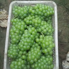 河北晋州市8611葡萄紧串，颗粒大，耐运输