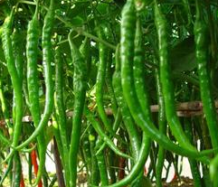 2015兰考县辣椒大量上市中 欢迎前来购买