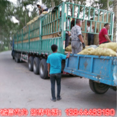 公主岭怀德8月尤金885土豆