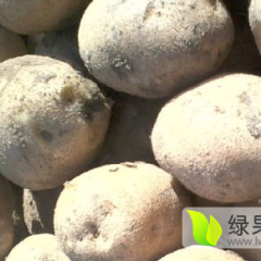 2015公主岭怀德镇土豆
