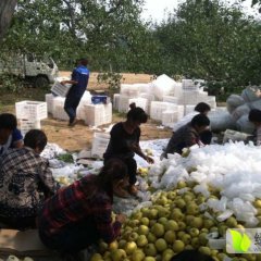 安徽砀山砀山梨名扬天下