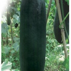 2015通许冬瓜价格波动不大