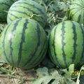 东明京欣西瓜0.4每斤 快来收购