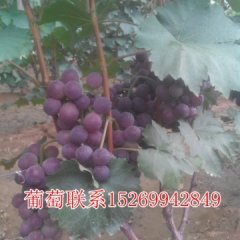 2015山东郯城葡萄大量陆续上市再不来就没机会