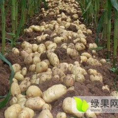 公主岭土豆欢迎合作怀德宁志富诚信合作