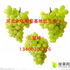 河北永年无核白葡萄品质优良